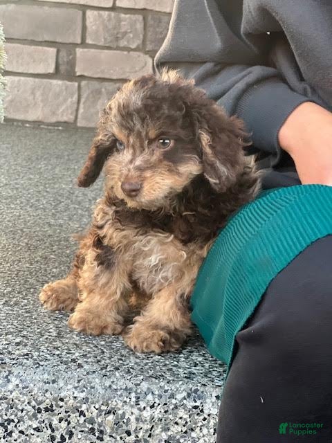 Mini Aussiedoodle dogs for sale: Toffee Miniature Aussiedoodle  - Ad 2
