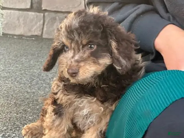 Mini Aussiedoodle dogs for sale: Toffee Miniature Aussiedoodle - Ad 2