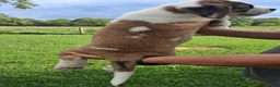 Saint Bernard dogs for sale: Peaches  - Ad 8