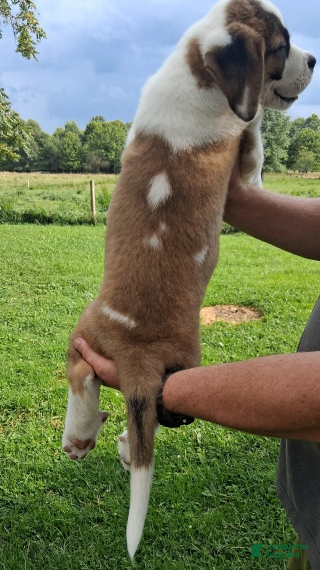 Saint Bernard dogs for sale: Peaches  - Ad 8