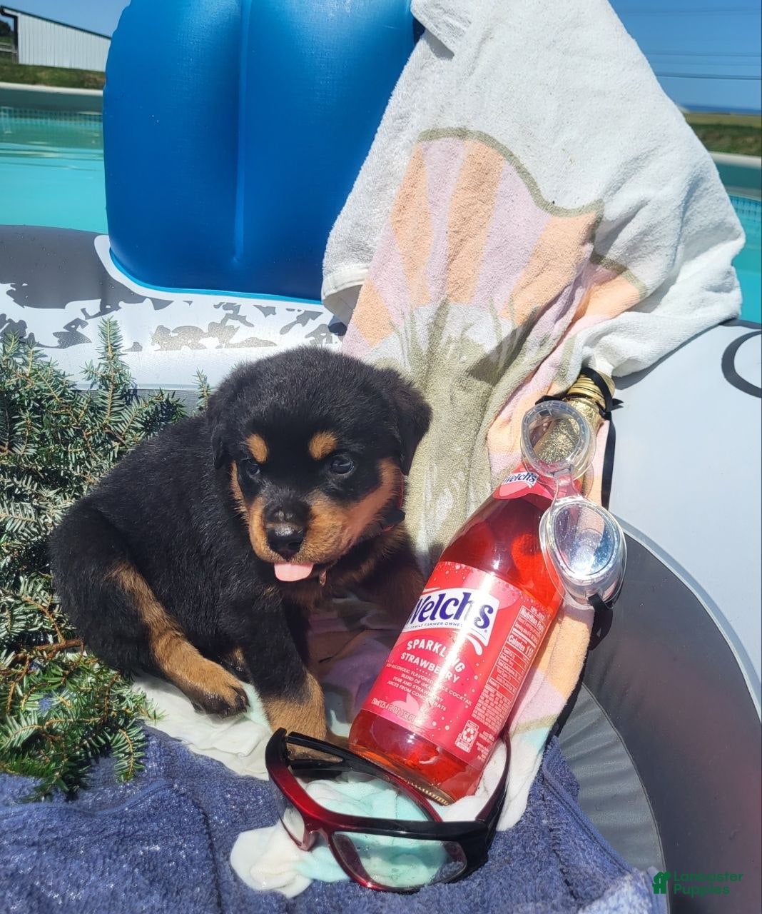 Rottweiler dogs Emma - Ad 1