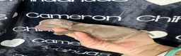 Chihuahua dogs for sale: Cannoli Lavender Smooth Coat - Ad 5