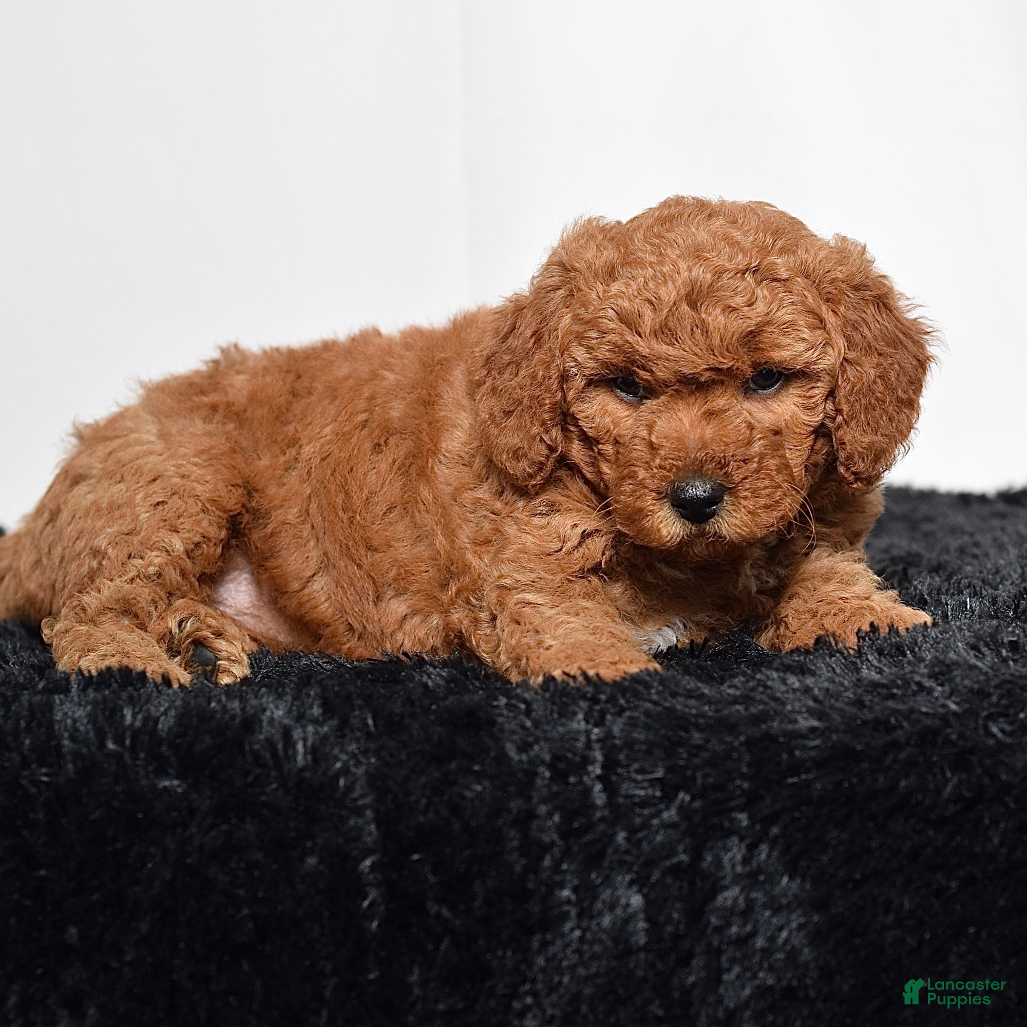 Mini Goldendoodle dogs for sale:  Missy - Ad 5