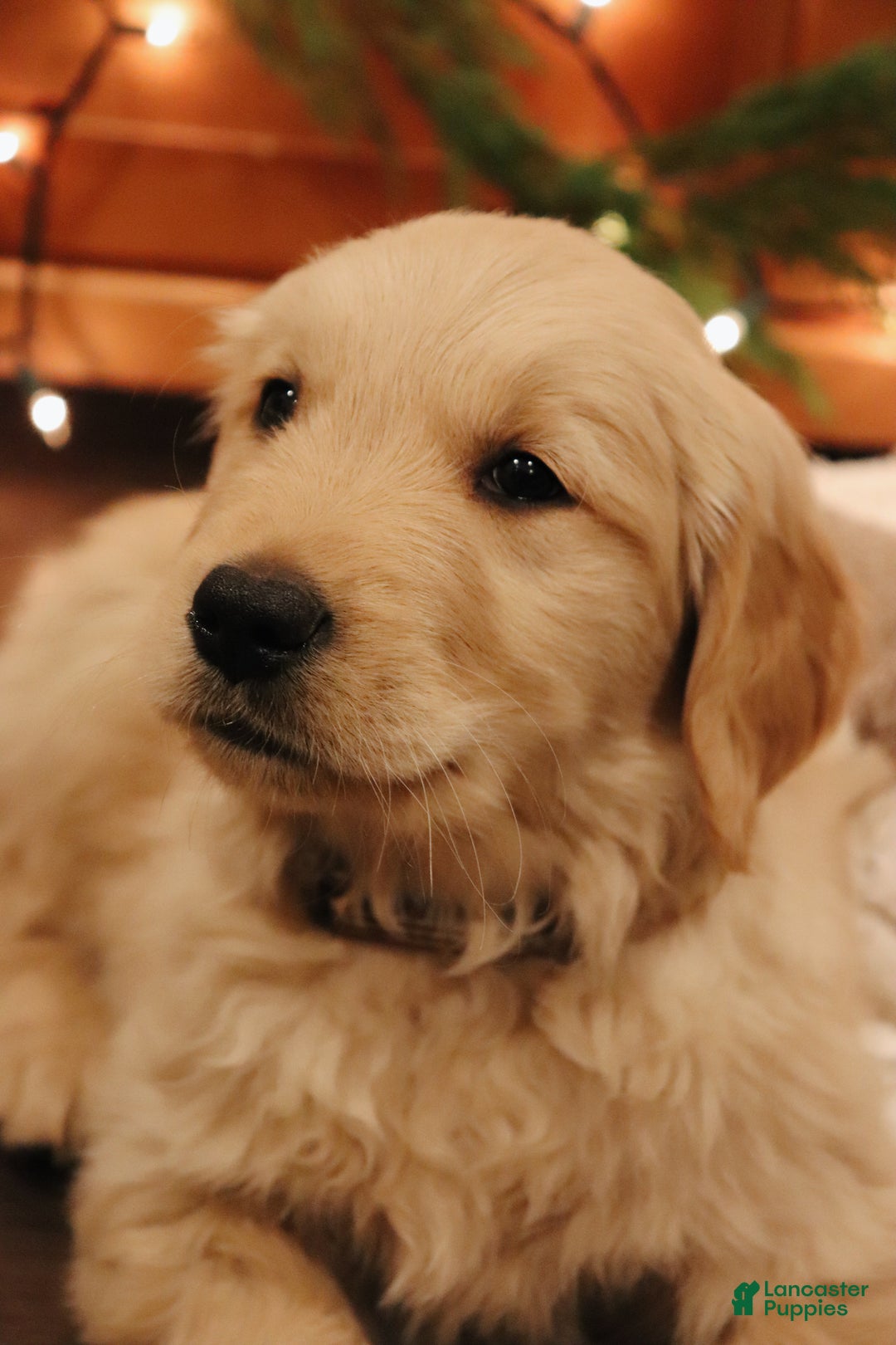 Golden Retriever dogs for sale: Elliot - Ad 1
