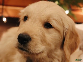 Golden Retriever dogs for sale: Elliot - Ad 2