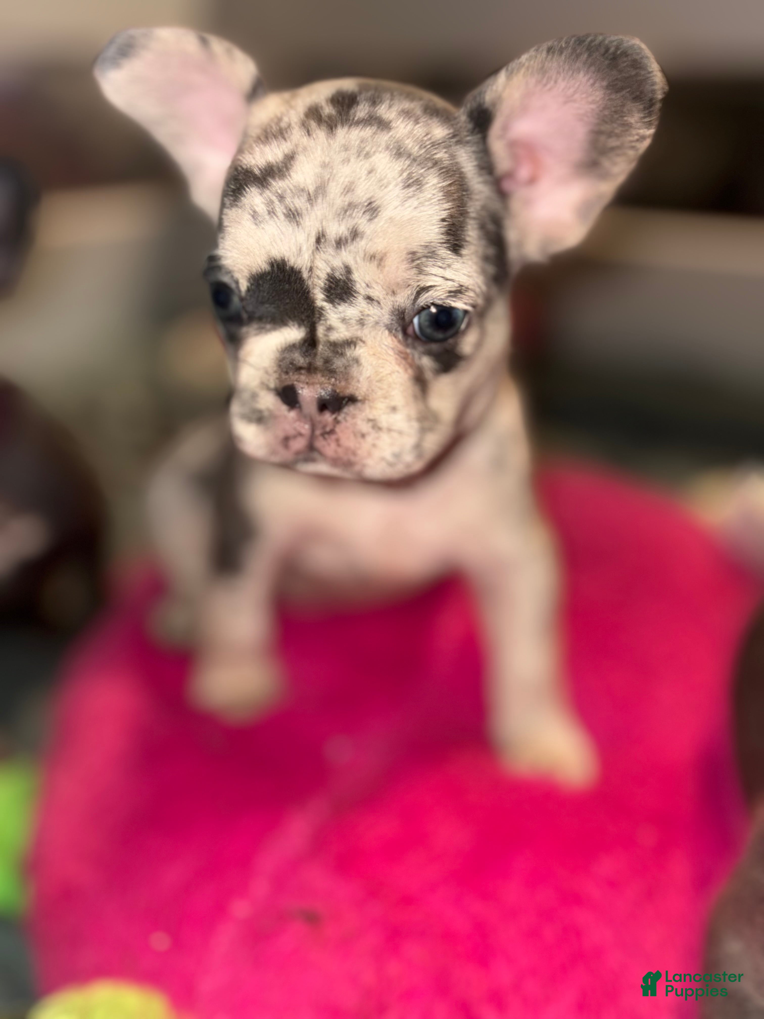 French Bulldog dogs French Bulldog 2 - Ad 2