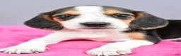 Beagle dogs for sale: Dixie - Ad 5