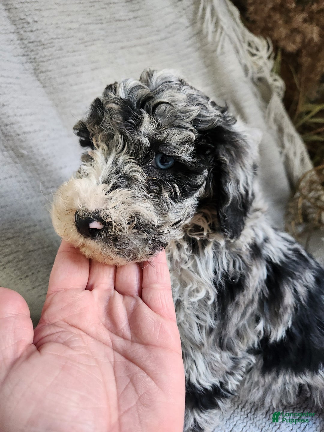 Bernedoodle dogs for sale: Lucy - Ad 4