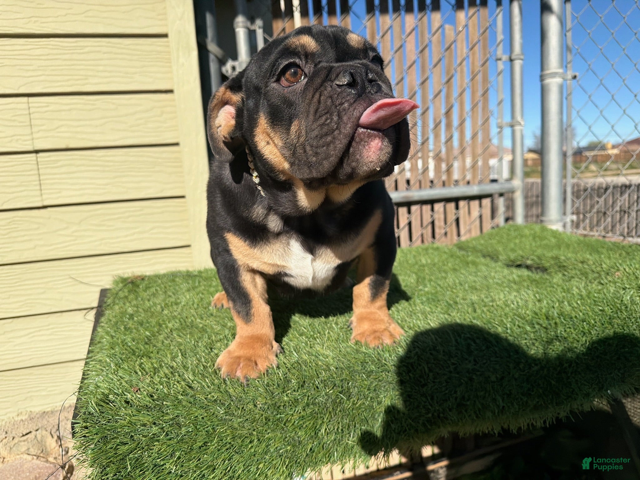 English Bulldog dogs KINGSTON – Black Tan Tri Loverboy in LA, CA - Ad 2