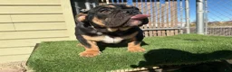 English Bulldog dogs for sale: KINGSTON – Black Tan Tri Loverboy in LA, CA - Ad 2