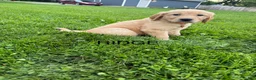 Golden Retriever dogs for sale: Ridge - Ad 1