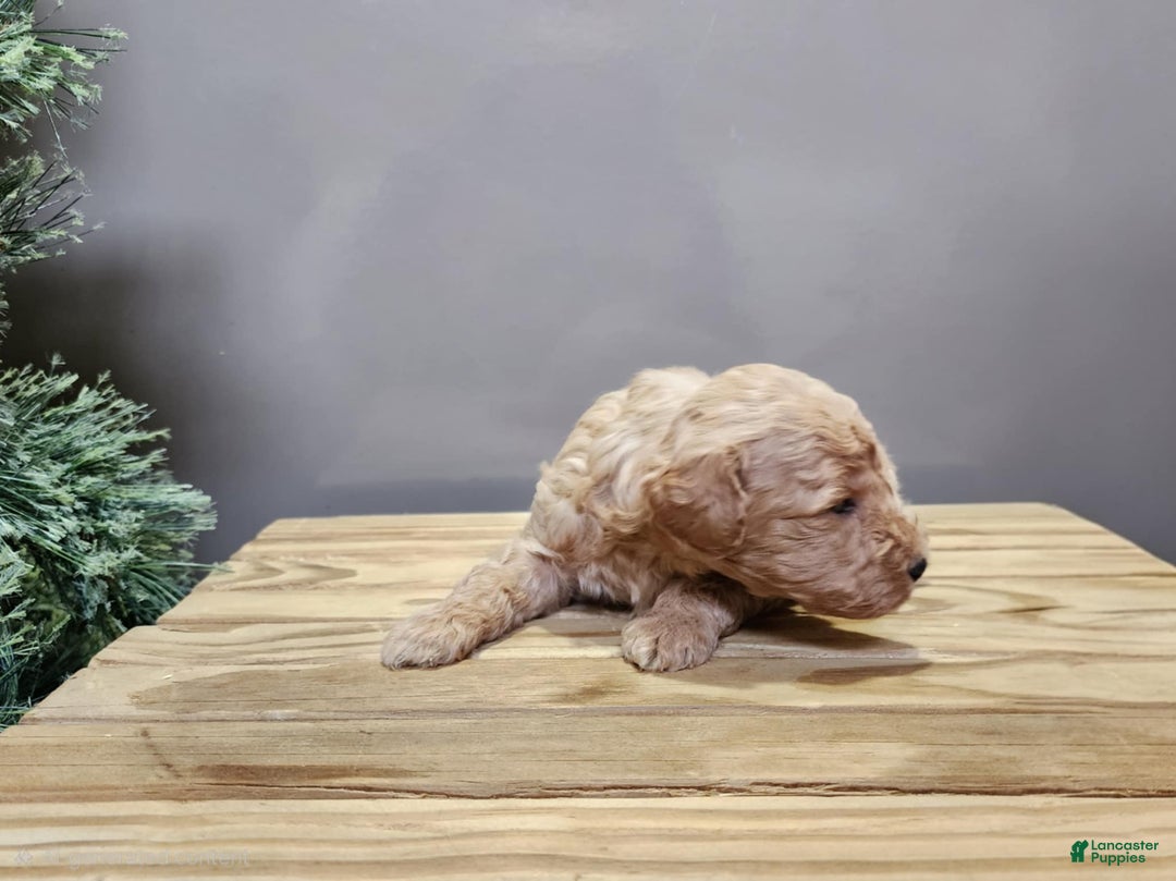 Mini Goldendoodle dogs for sale: Indy - Ad 13