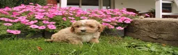 Cavapoochon dogs for sale: Max - Ad 5