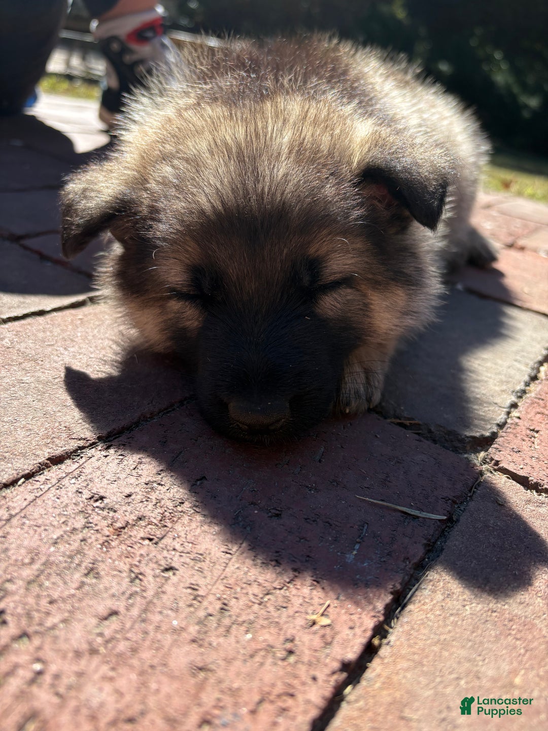 German Shepherd dogs for sale: German Shepherd Puppy 3 - Ad 1