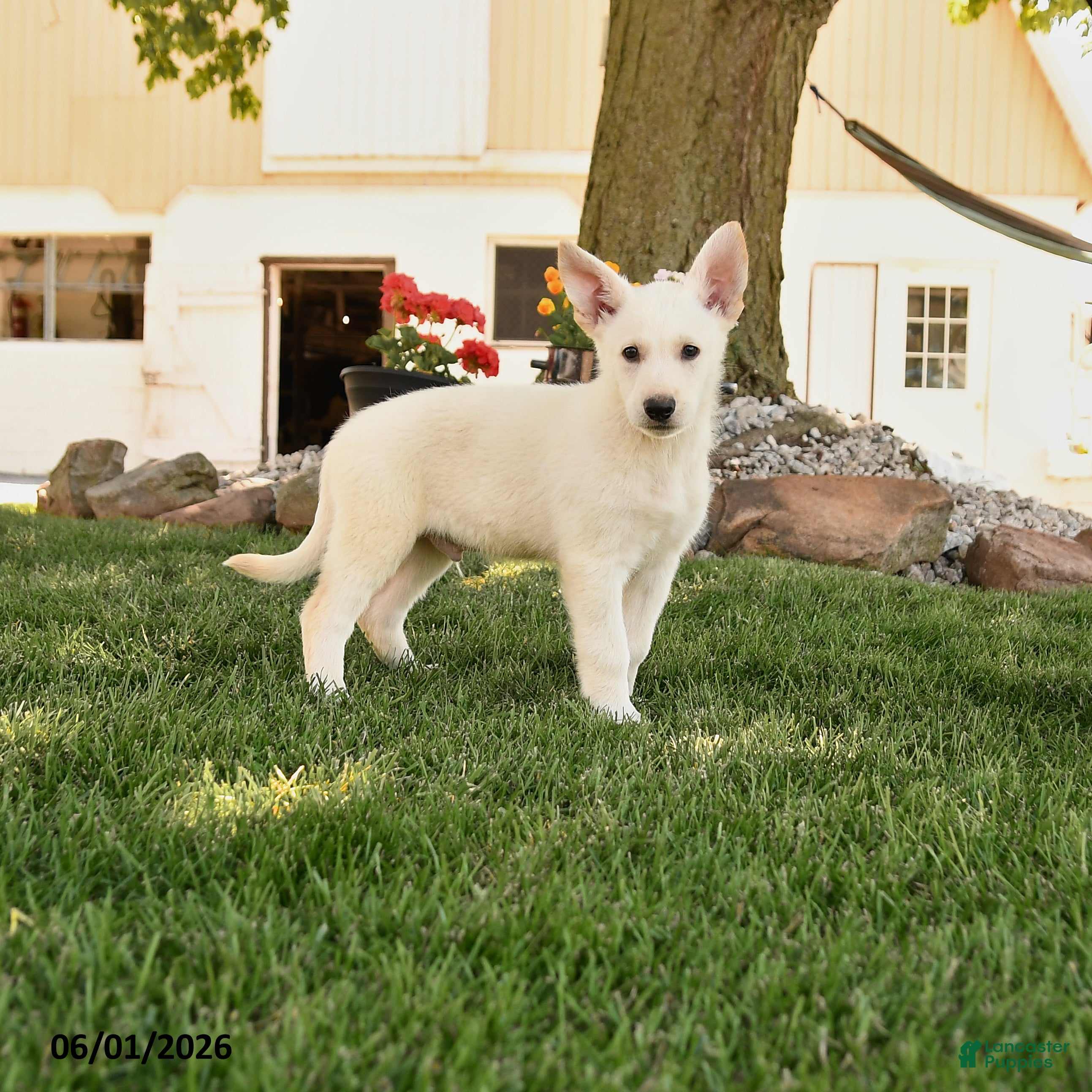 German Shepherd dogs Franklin - Ad 1