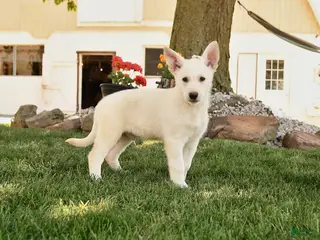German Shepherd dogs for sale: Franklin - Ad 4