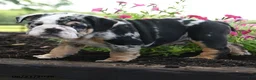 English Bulldog dogs for sale: Mervin - Ad 4