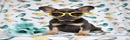 French Bulldog dogs for sale: Ranger  - Ad 7