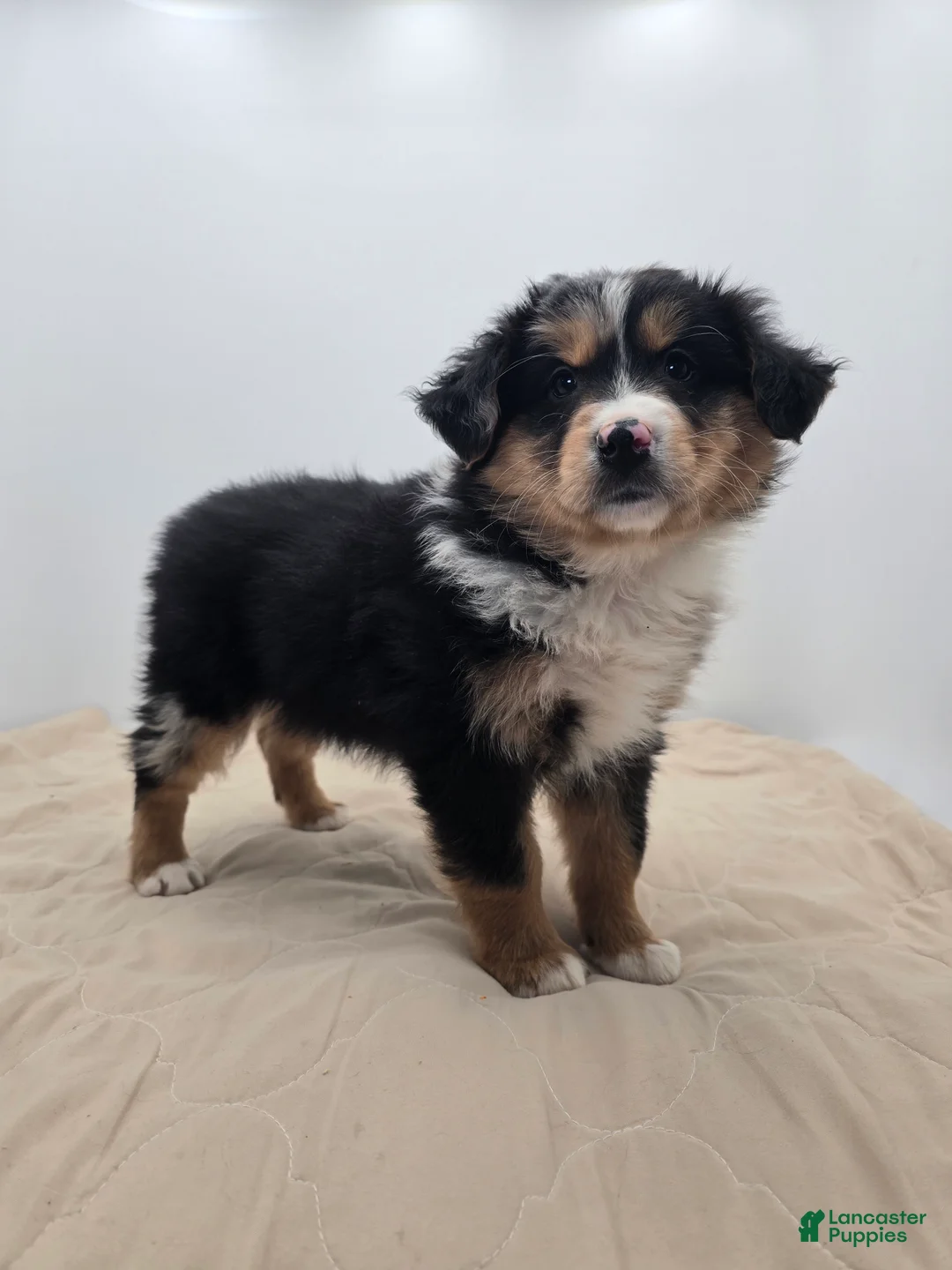 Australian Shepherd dogs for sale: Ranger - Ad 5