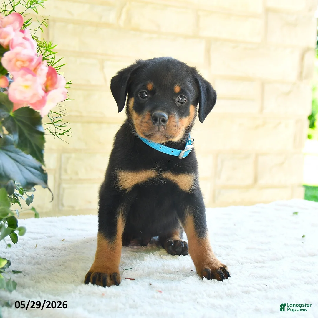 Rottweiler dogs for sale: Landon - Ad 1