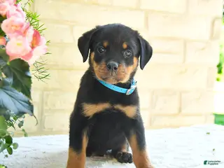 Rottweiler dogs for sale: Landon - Ad 3