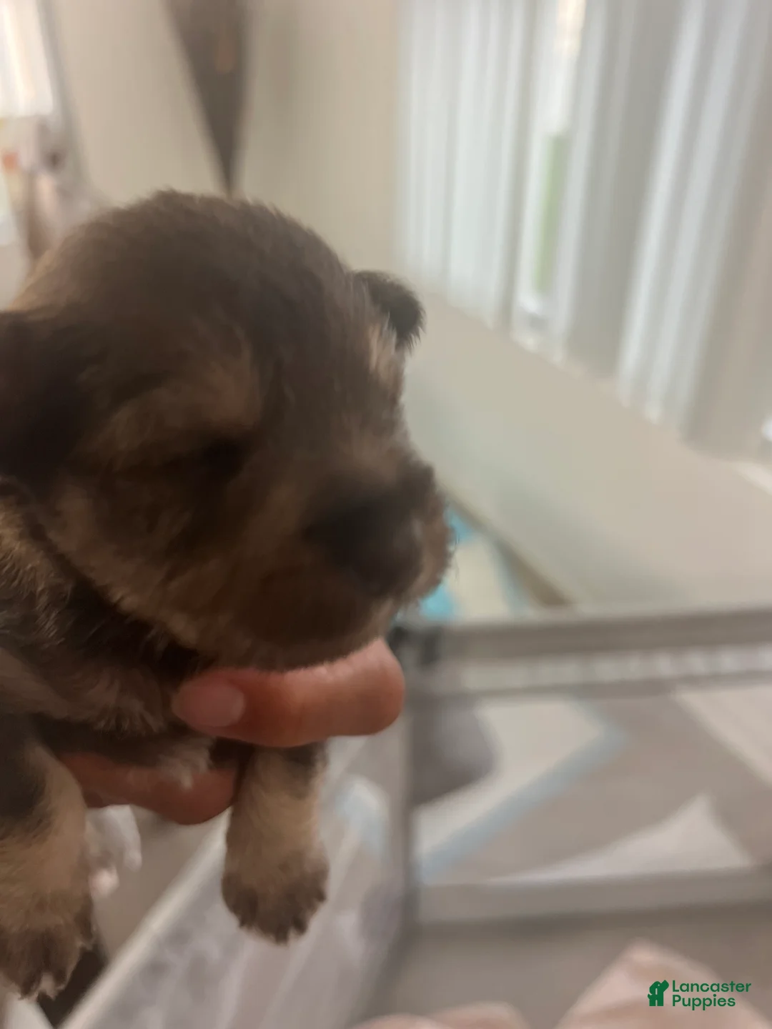 Miniature Schnauzer dogs for sale: Miniature Schnauzer Puppy 5 - Ad 1