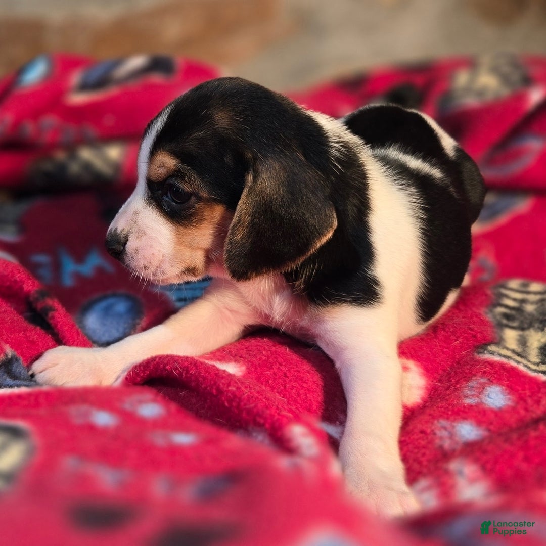 Beagle dogs for sale: Clove Queen Elizabeth Pocket Beagle - Ad 9