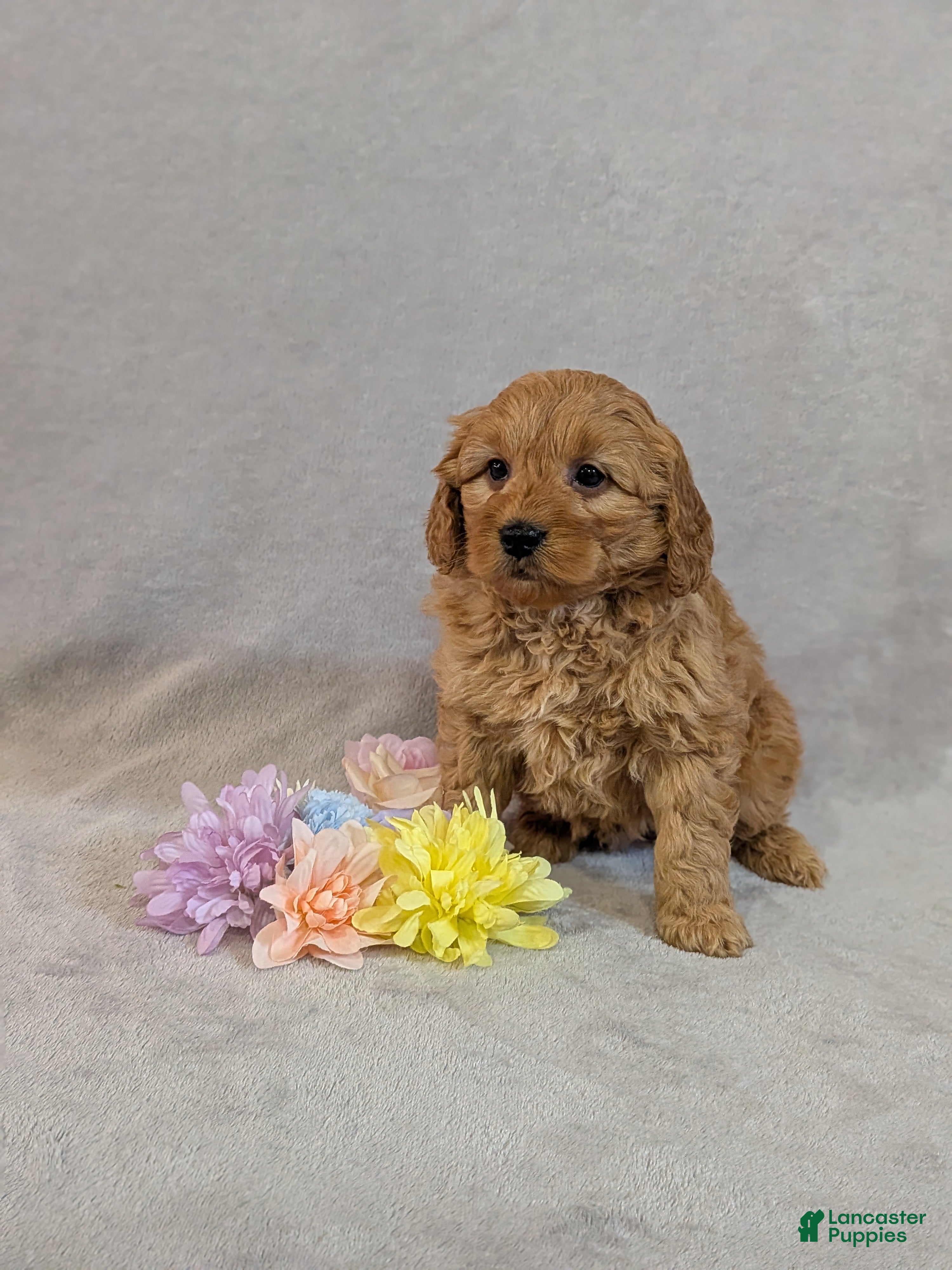 Mini Goldendoodle dogs Leo - Ad 1