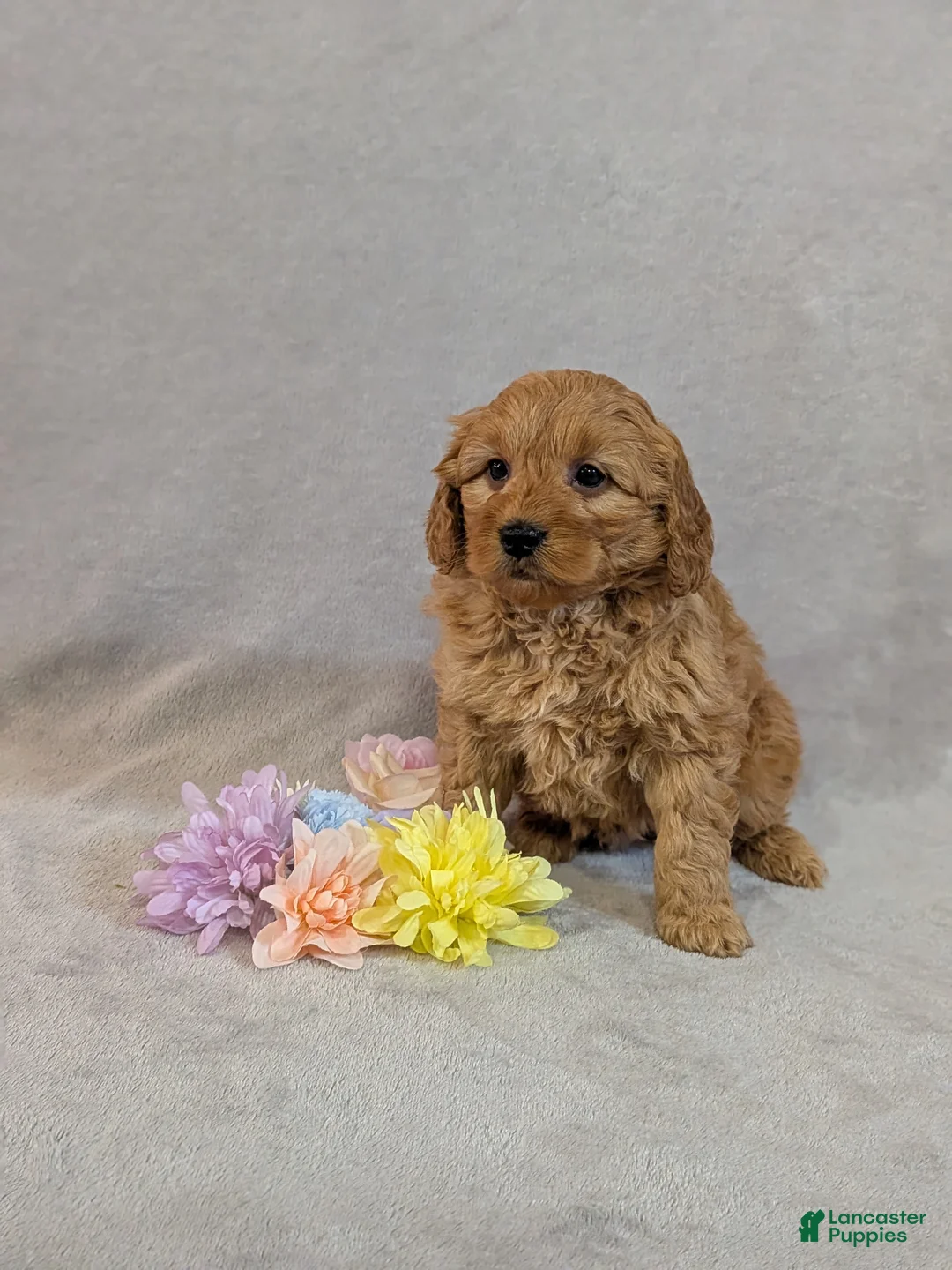 Mini Goldendoodle dogs for sale: Leo - Ad 1