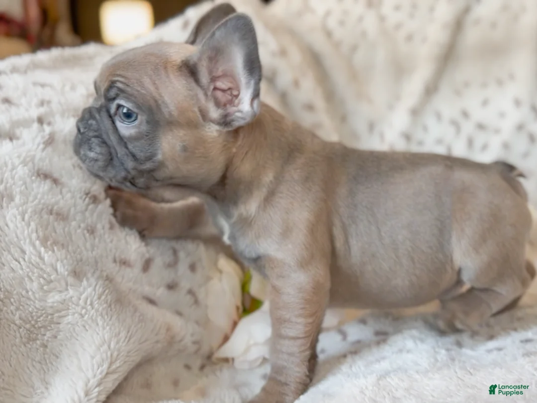 French Bulldog dogs for sale: Biscotti - Ad 1
