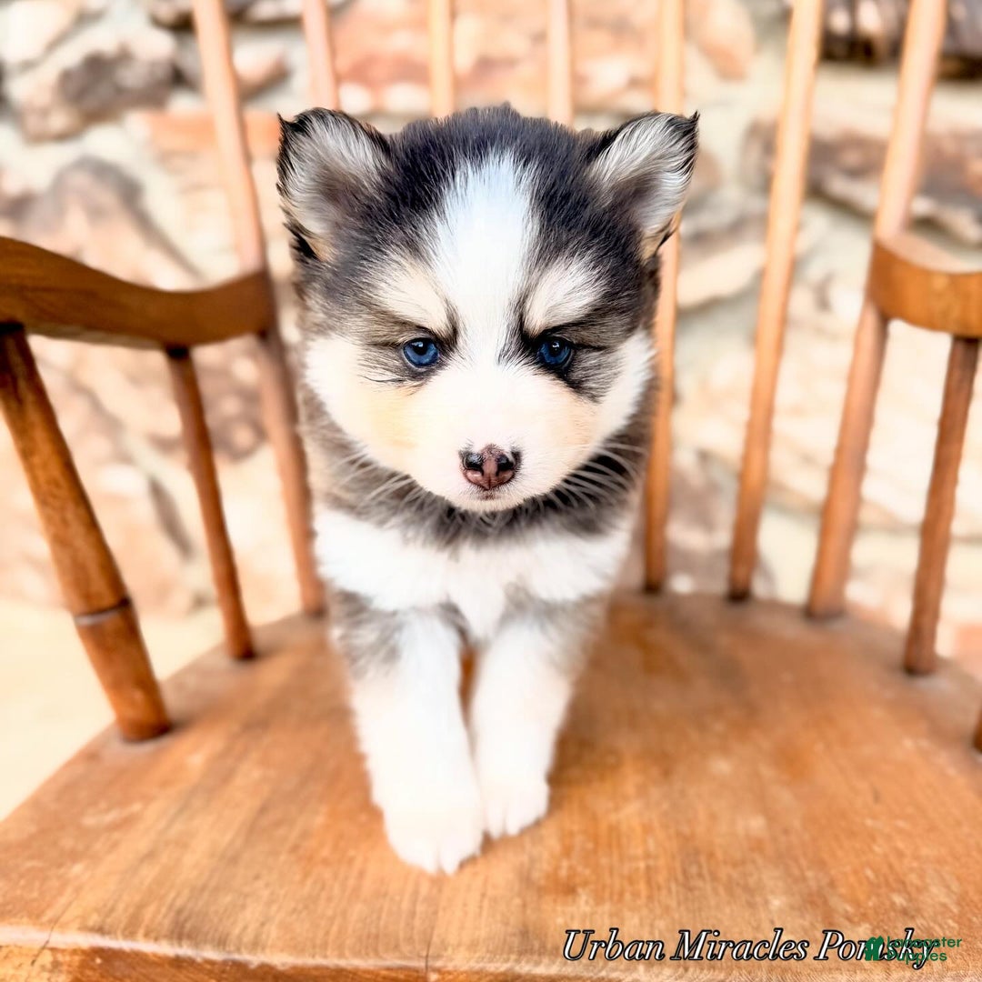 Pomsky dogs for sale: Cleo - Ad 4