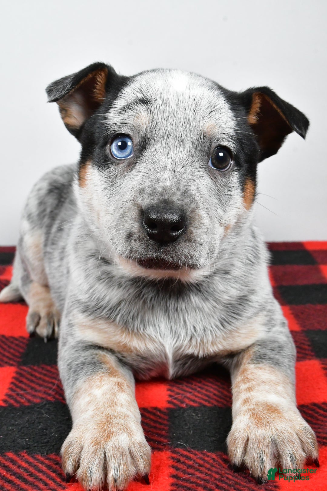 Australian Cattle Dog dogs for sale: Piper - Ad 8