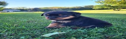 Rottweiler dogs for sale: Raven - Ad 6