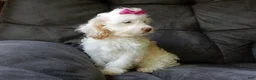 Cockapoo dogs for sale: Maci - Ad 7