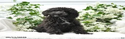 Cavapoo dogs for sale: Kenny - Ad 5