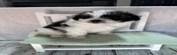 Pomapoo dogs for sale: Pomapoo 1 - Ad 2