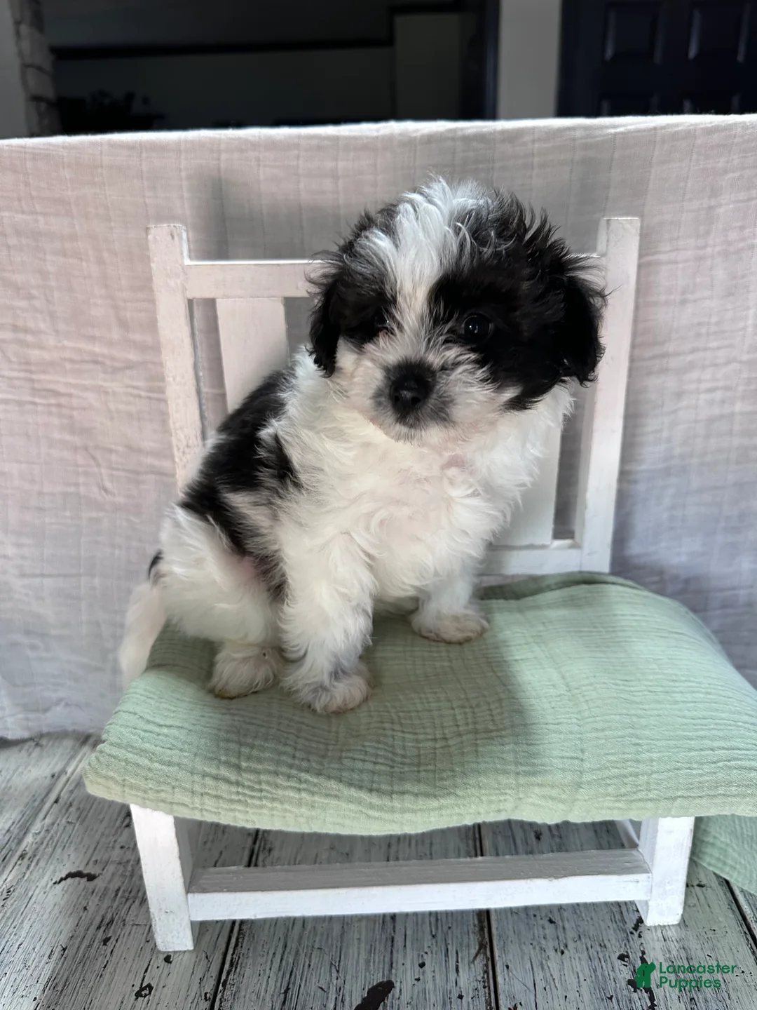 Pomapoo dogs for sale: Pomapoo 1 - Ad 2