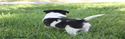 Toy Fox Terrier dogs for sale: Missy - Ad 4