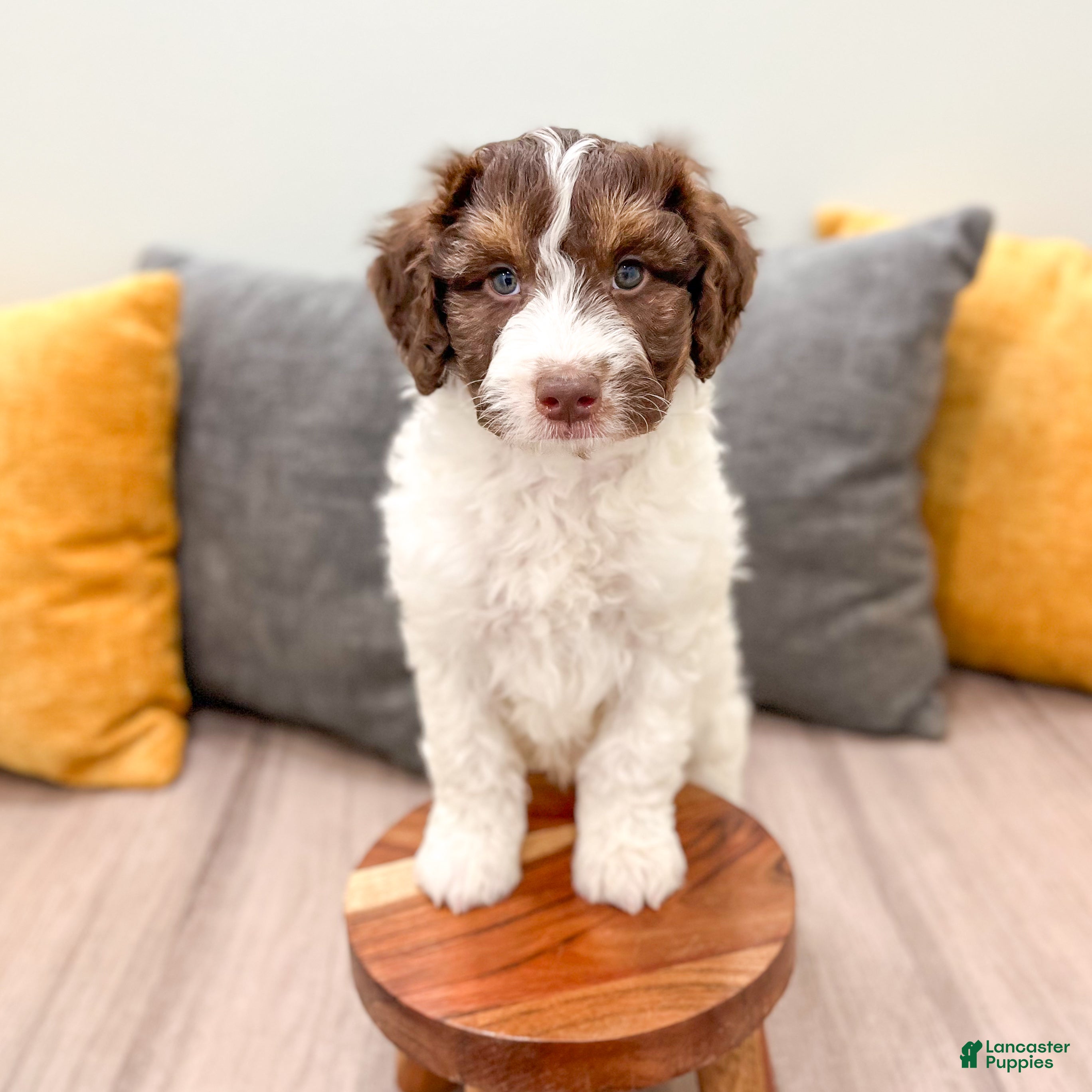 Aussiedoodle dogs Graham - Ad 2