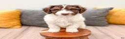 Aussiedoodle dogs for sale: Graham - Ad 2
