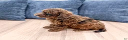 Mixed Breed dogs for sale: Noel - Ad 4