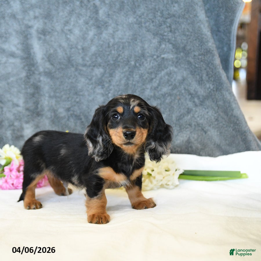 Miniature Dachshund dogs Easton - Ad 2