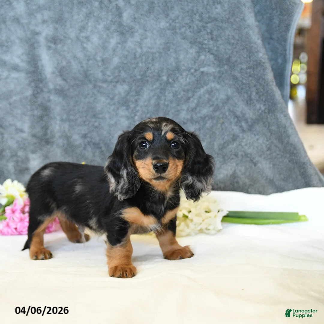 Miniature Dachshund dogs for sale: Easton - Ad 2