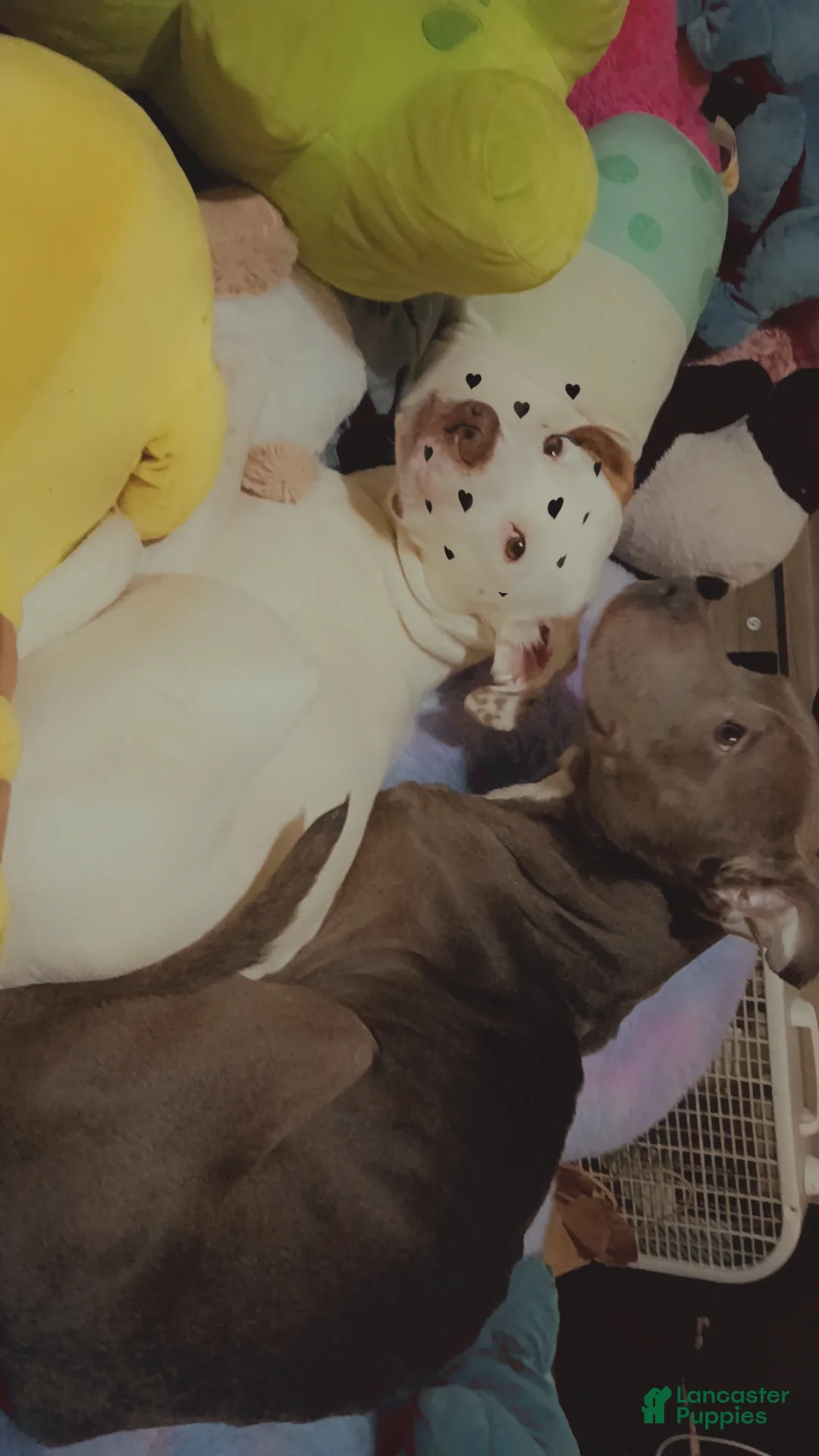 Pitsky dogs for sale: Pitsky Puppy 1 - Ad 2