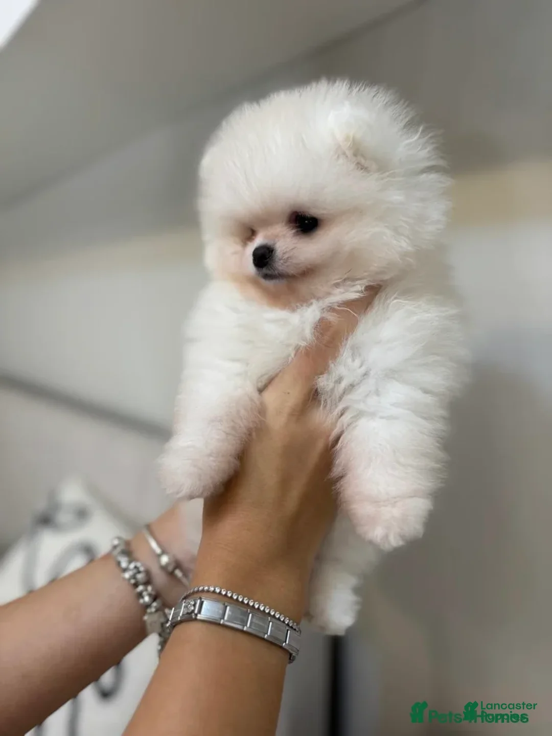 Pomeranian dogs for sale: Kayla - Ad 6
