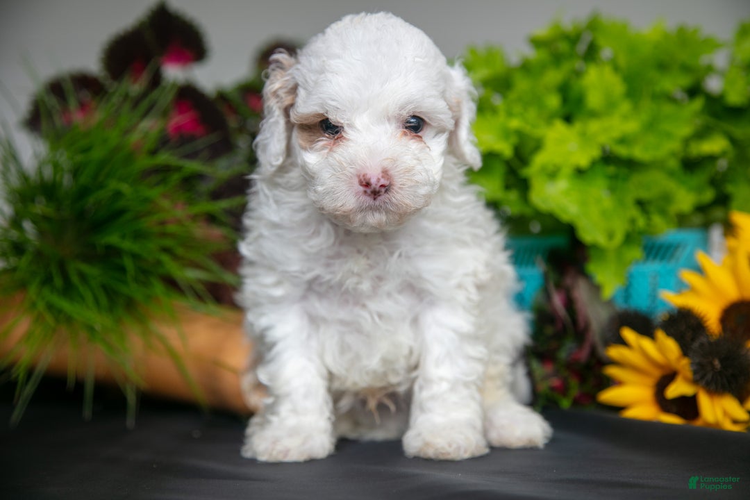 Cavapoo dogs for sale: Thatcher - Ad 2