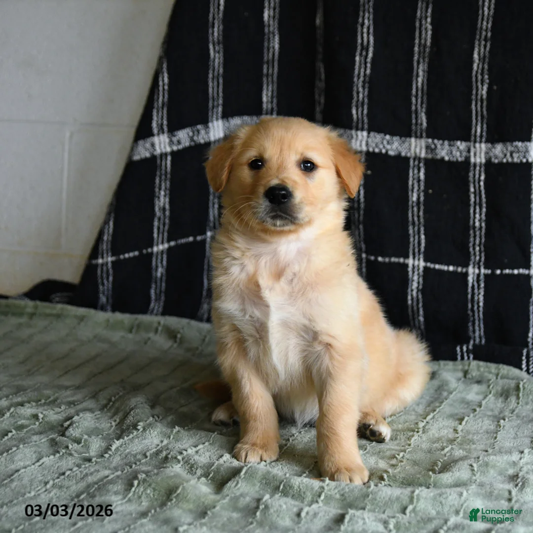 Golden Retriever dogs for sale: Blaze - Ad 2