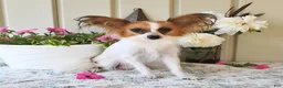 Papillon dogs for sale: Anastasia - Ad 6