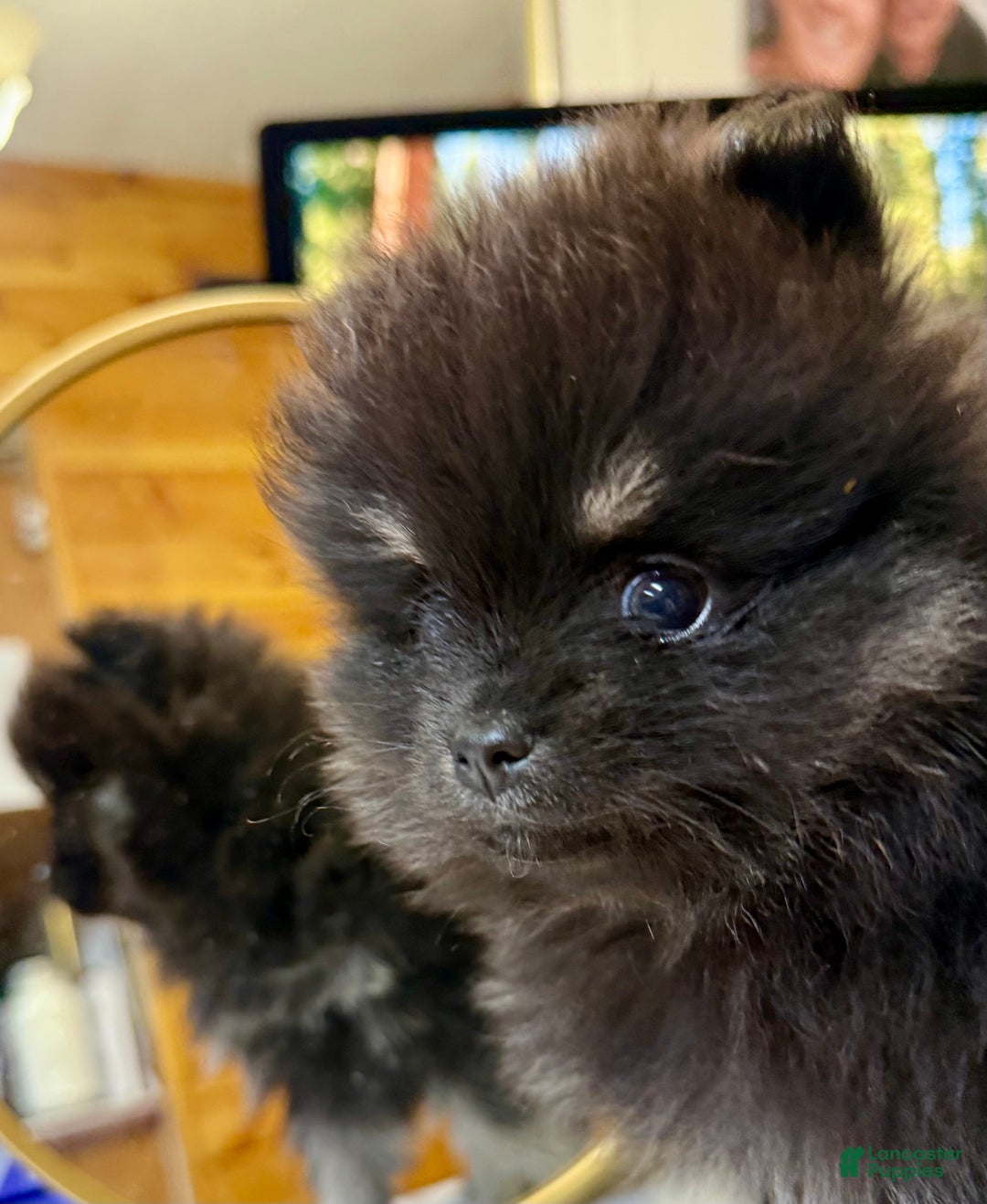 Pomeranian dogs for sale: CHACHI Pomeranian  - Ad 7