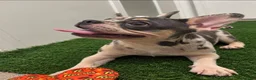 French Bulldog dogs for sale: French Bulldog 1 - Ad 7